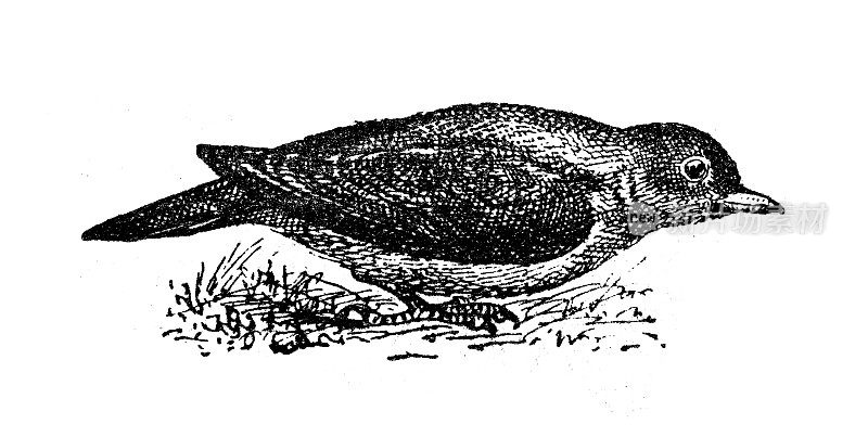 古插图:红嘴牛椋鸟(Buphagus erythrorynchus)
